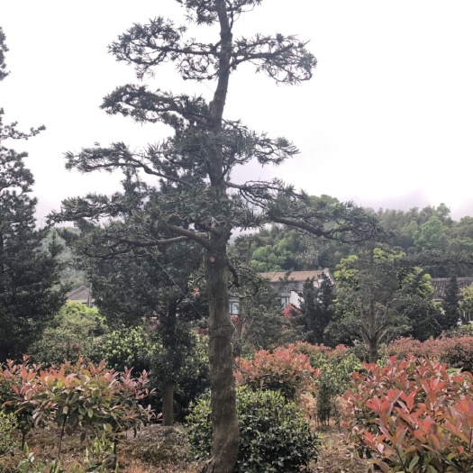 宁波罗汉松