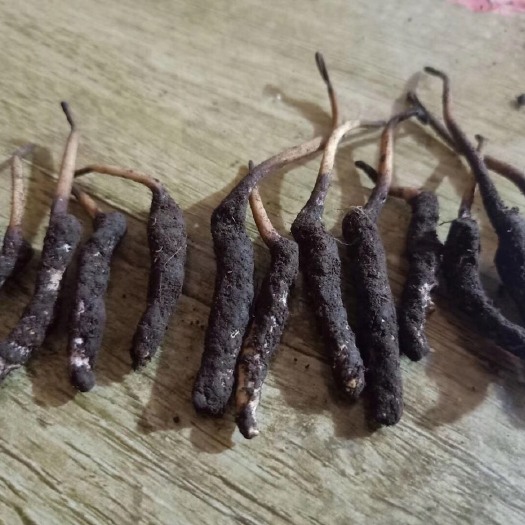 互助县冬虫夏草