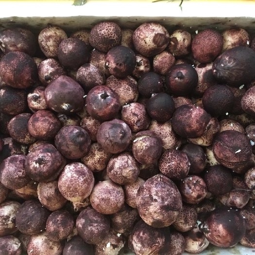 昆明竹荪蛋 一级 鲜竹荪