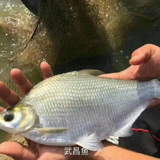 广州武昌鱼苗