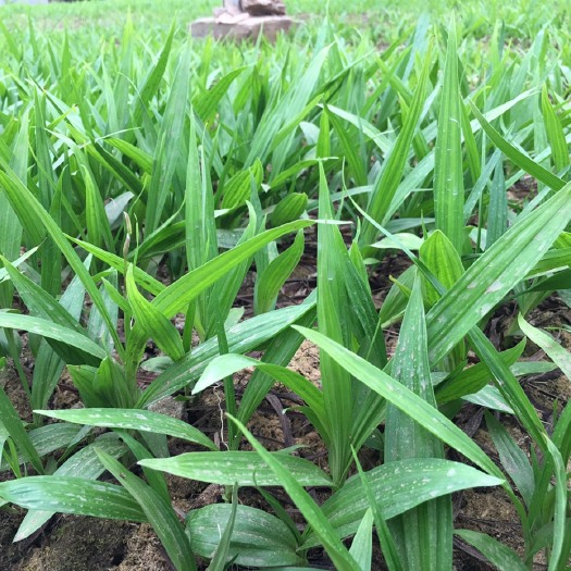 汉中紫花三叉白芨苗基地2年驯化大苗块茎2公分以上，苗高20公分