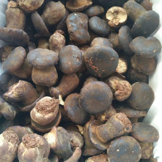 昆明黑牛肝菌 鲜牛肝菌 人工种植