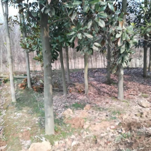 重庆市茂木枇杷树苗