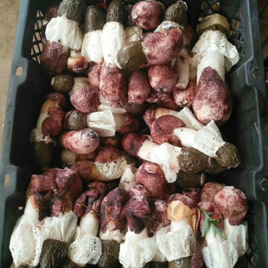 昆明红托竹荪  竹荪花。竹荪蛋鲜品