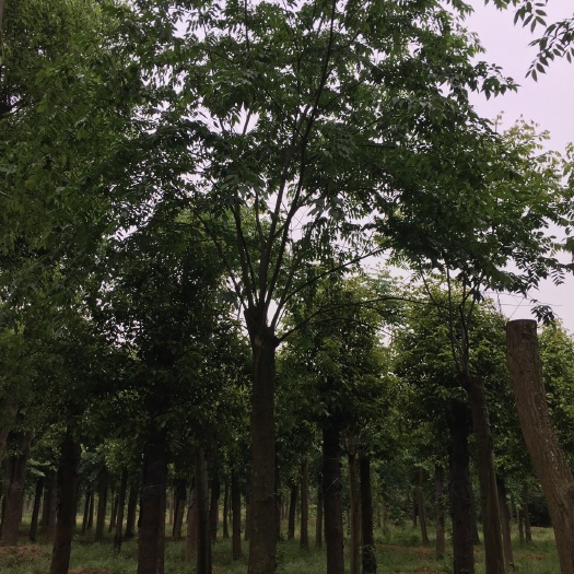 益阳小叶朴