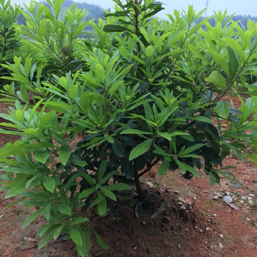 靖州县 东魁杨梅，杨梅树苗，球形杨梅树