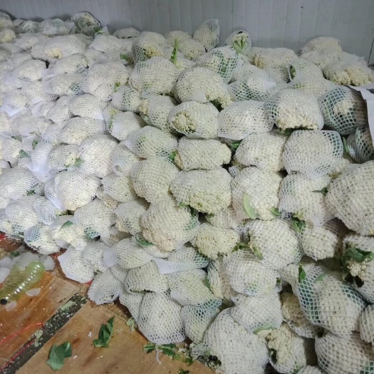 邯郸有机花菜 适中 2~3斤