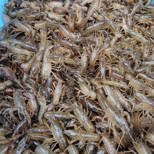 临湘市龙虾苗