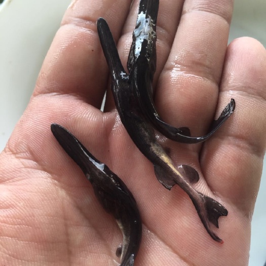 广州鸭嘴鱼苗