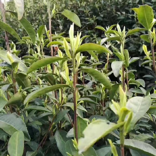 常州金坛雀舌 特级 礼盒装