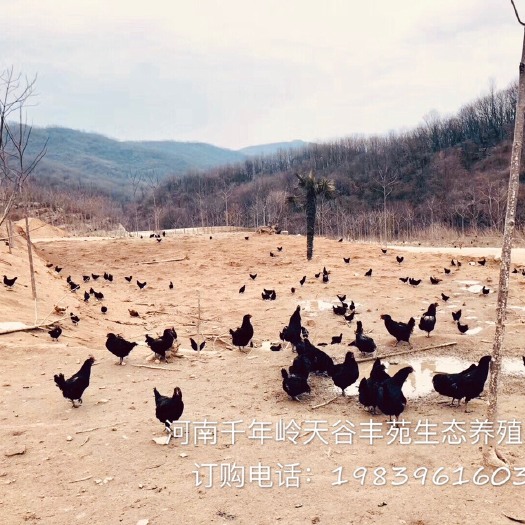驻马店绿壳鸡蛋 食用 箱装