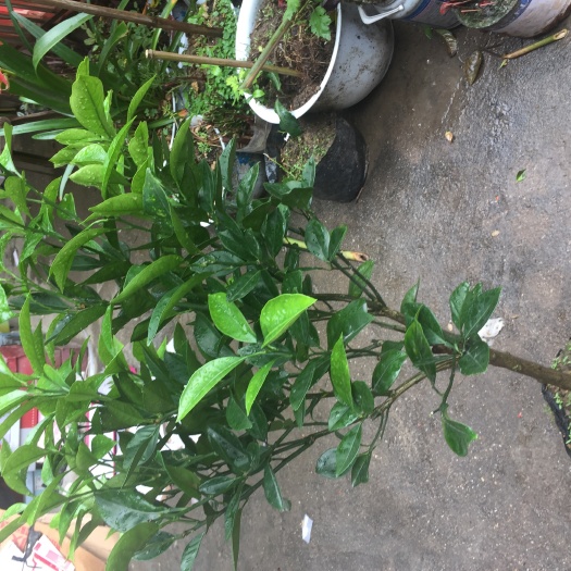 瑞金市赣南脐橙苗 嫁接苗 1~1.5米