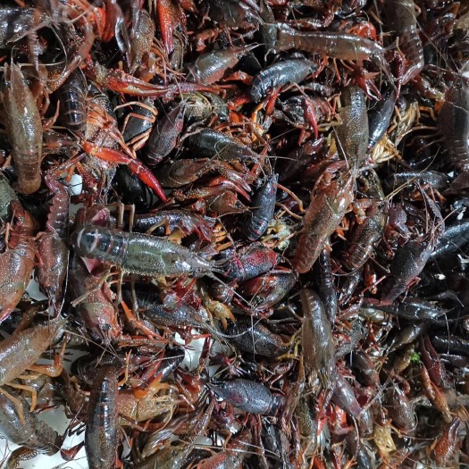 潜江市潜江小龙虾 4-6钱 湖虾