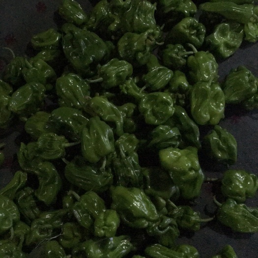 北镇市麻辣椒 混装通货 中辣 靑色