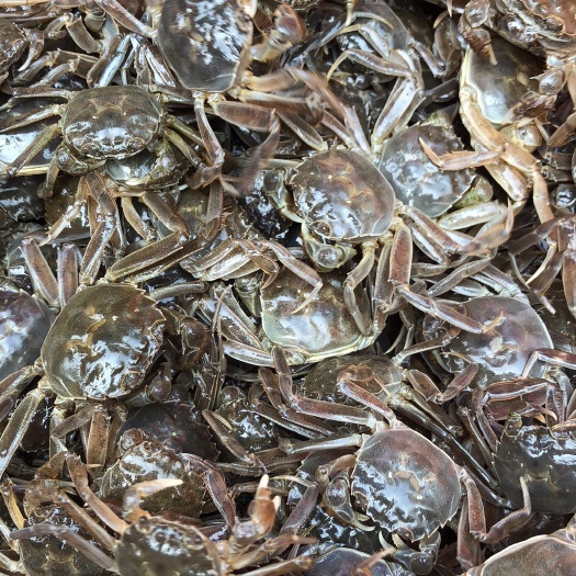 宣城大闸蟹苗  大闸蟹蟹苗