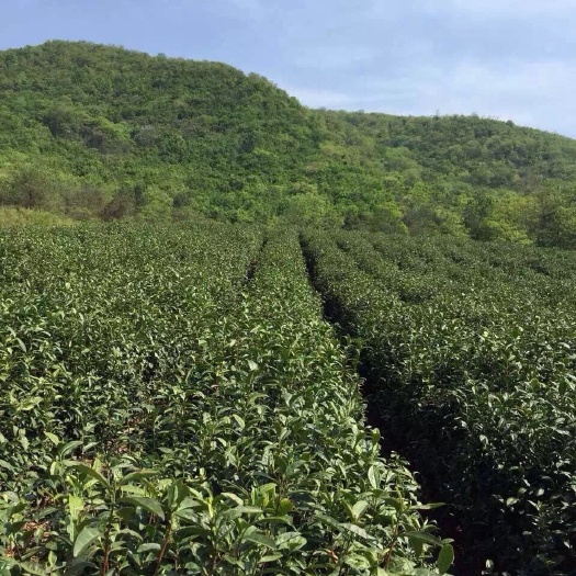 含山县龙井茶 二级 罐装