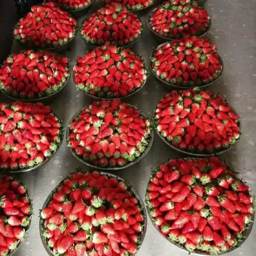 泰安蒙特瑞草莓苗 10~20公分 地栽苗