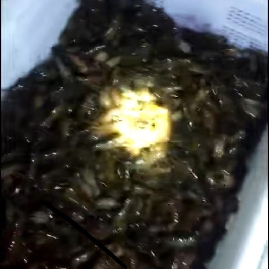 潜江市小龙虾苗