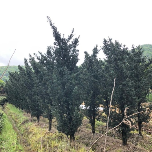 宁波罗汉松 大树型原生雀舌罗汉