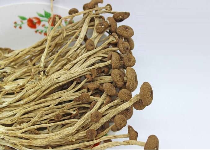 古田县古田茶树菇 10~12cm 未开伞 干茶树菇