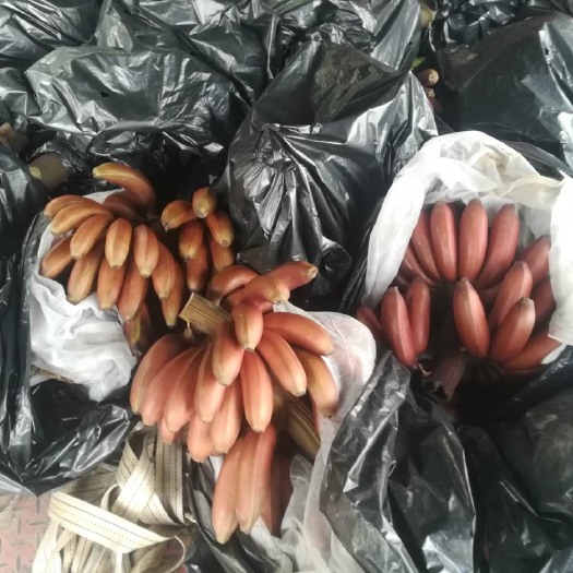 南宁红蕉 七成熟