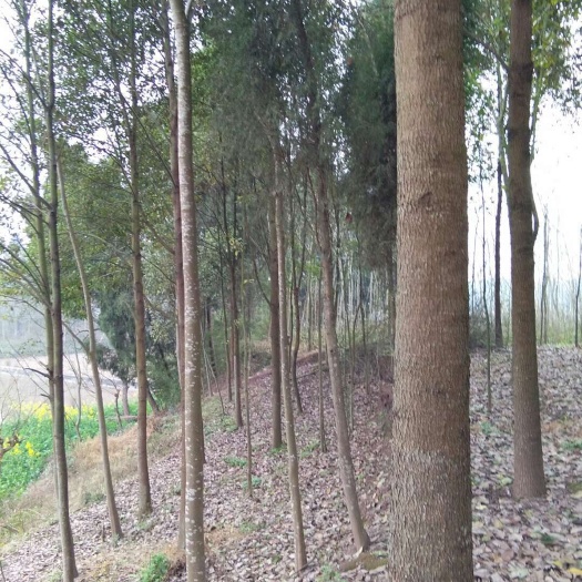 井研县骨架香樟
