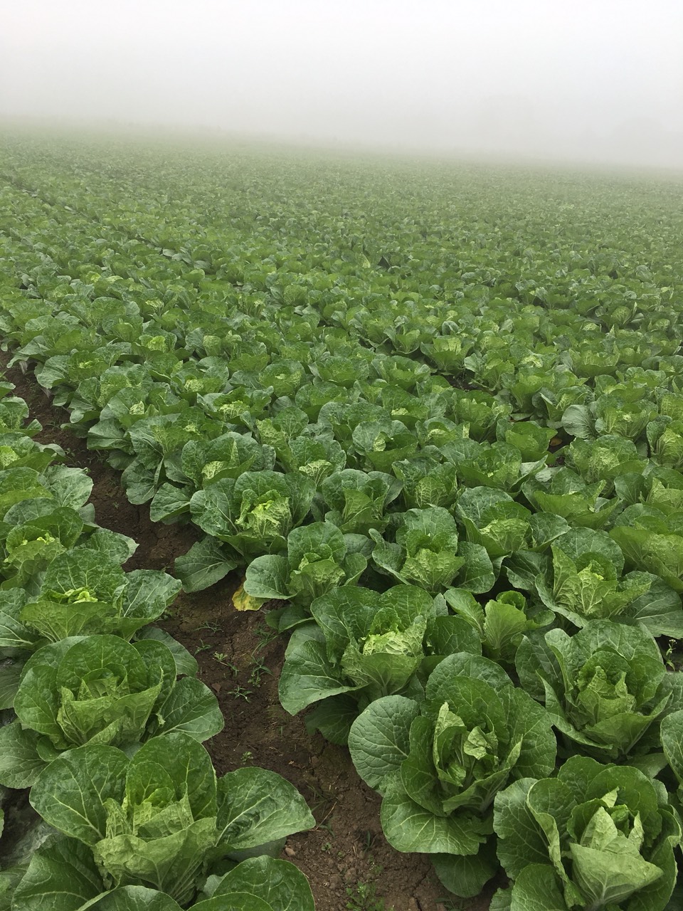 黄心大白菜 3~6斤 二毛菜