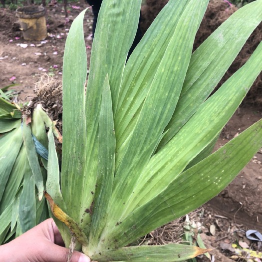 沭阳县蝴蝶兰 燕尾