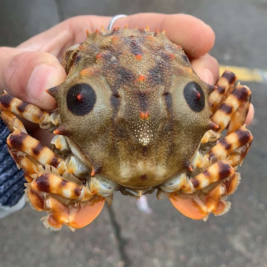 珠海老虎蟹 2.0～3.0两 统货