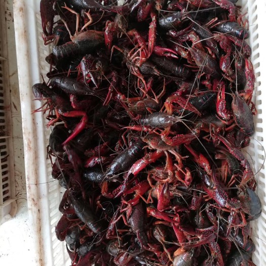 宜宾青壳小龙虾 4-6钱 塘虾