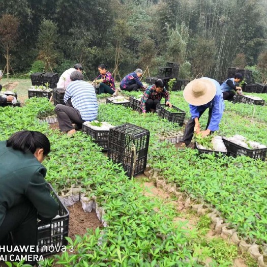 丰都 专业种植25年，九叶青花椒苗基地
