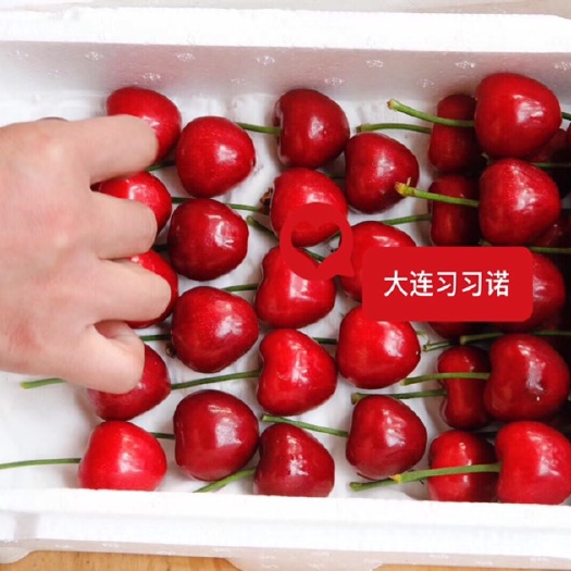 大连美早樱桃 24-26mm 8-12g