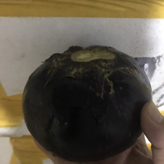 海口紫光圆茄 圆茄 15cm以下