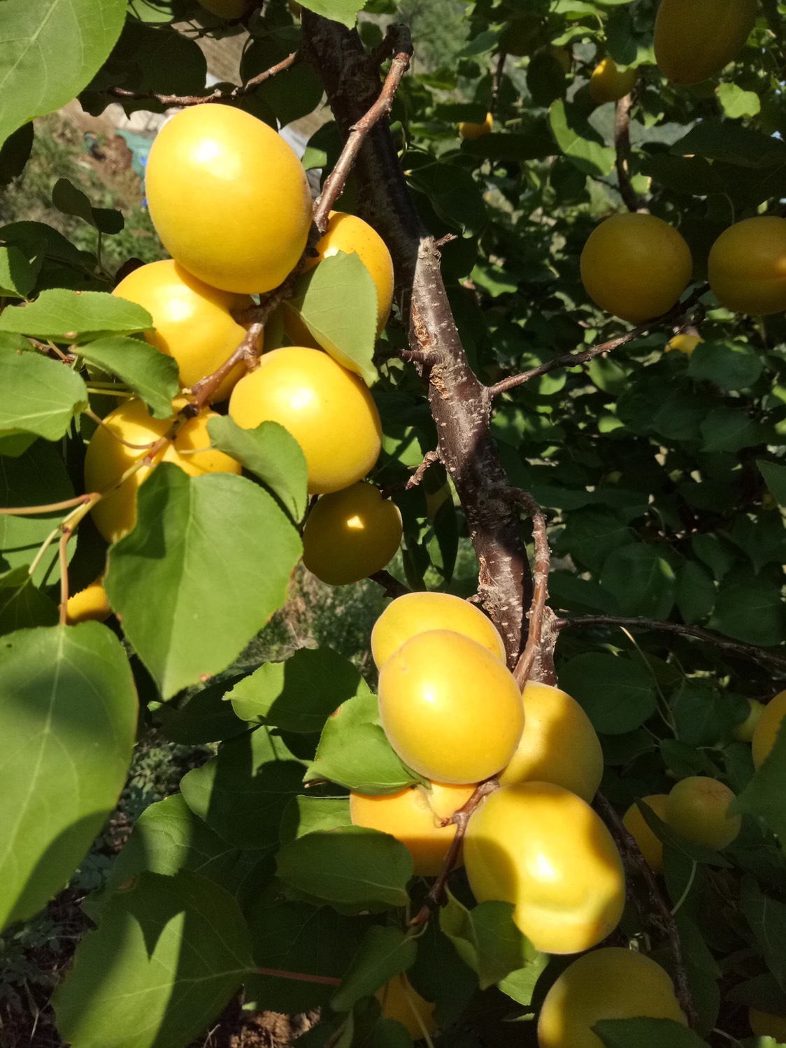 荷兰香蜜杏苗  荷兰香蜜杏，果实硬，保存时间长，甜度高。