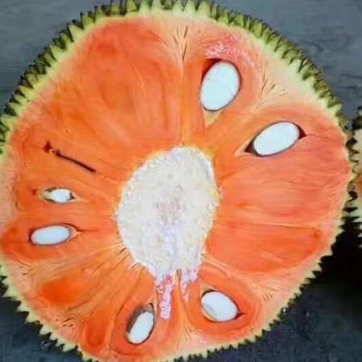 灵山县红肉菠萝蜜苗