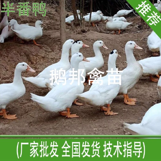 南宁半番鸭苗 半番鸭  尼鸭 优质种苗