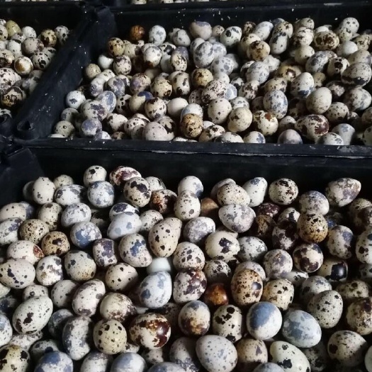 随州土鹌鹑蛋 箱装 食用