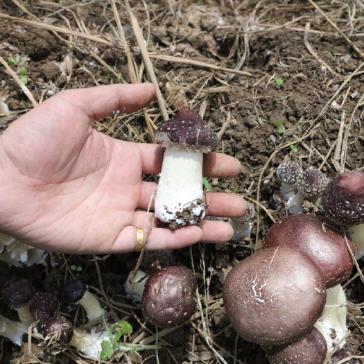 昆明赤松茸 未开伞 5cm-7cm 鲜货 人工种植