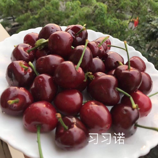 大连美早樱桃 26-28mm 8-12g