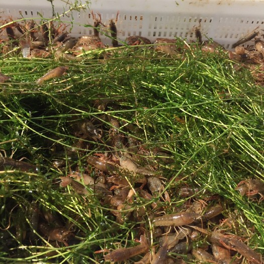 无为市 大量虾苗 自家塘口苗 货源充足 价格美丽