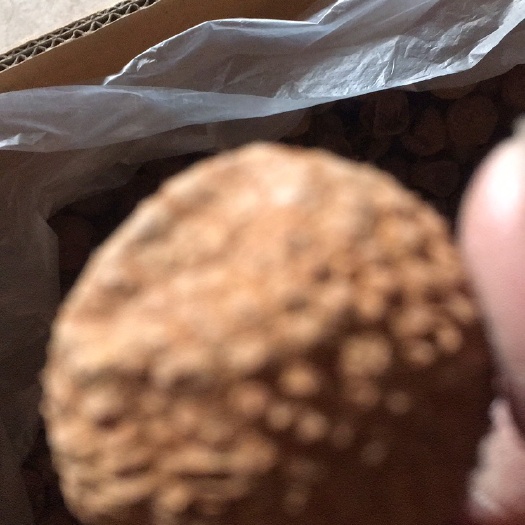 批发产地二级小兰竹荔枝干