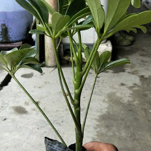 成都大叶发财树