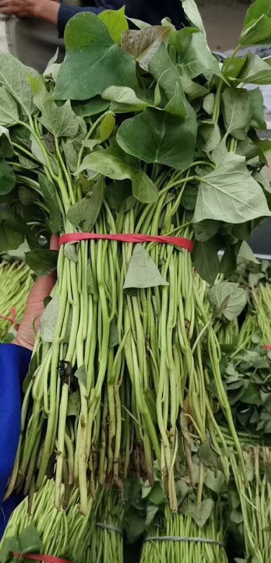 砀山县 红薯苗