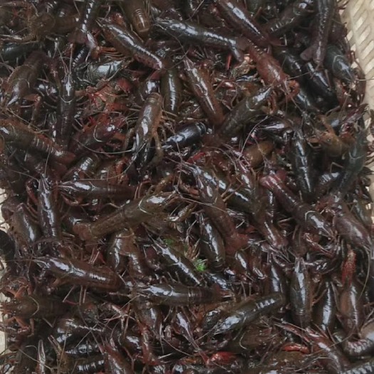 荆州青壳小龙虾 高品质