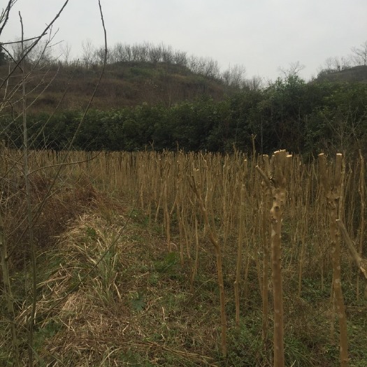 垫江红花紫薇