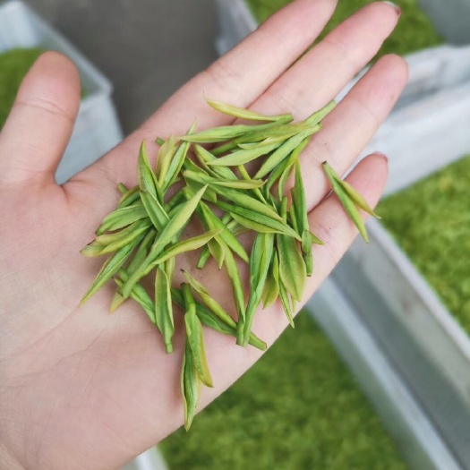 安吉白茶 头茶开始采摘，一心一叶摘工，自己工厂加工，保证原产地