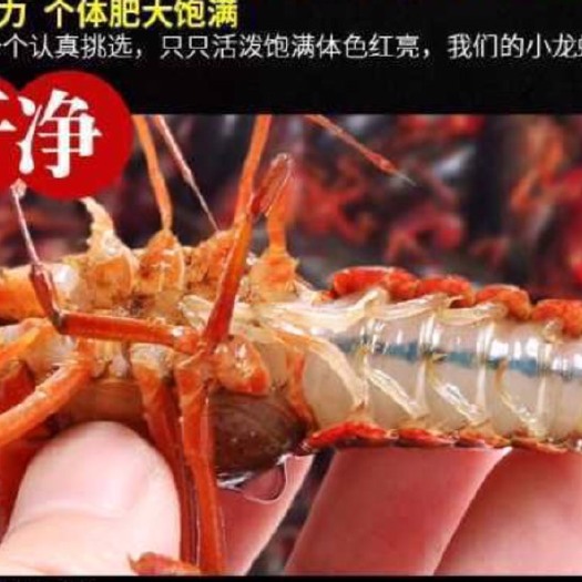 公安县潜江小龙虾 6-8钱 湖虾