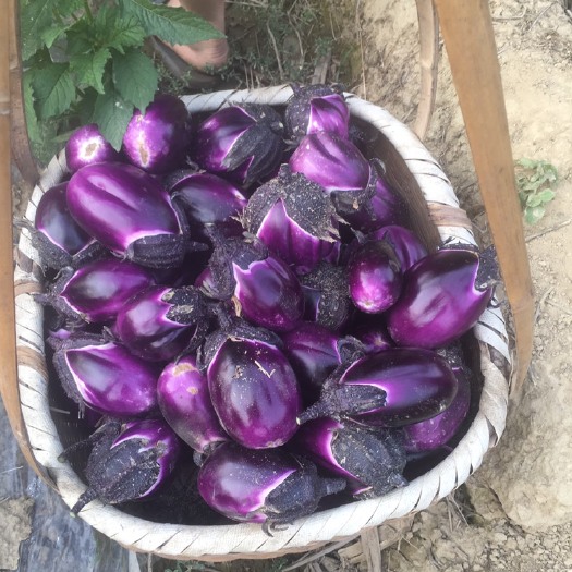 师宗县紫光圆茄 20cm以下 圆茄