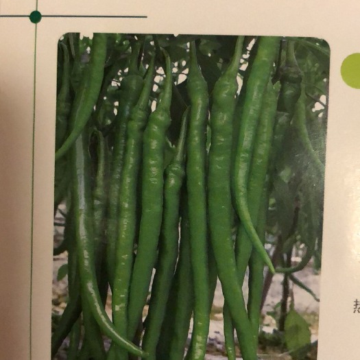 醴陵市线椒苗 10～14片真叶
