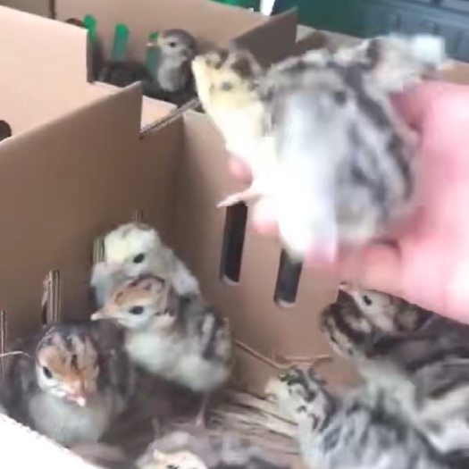  青铜火鸡苗